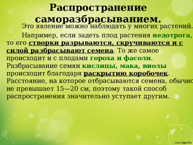 Распространение саморазбрасыванием.  Это явление можно наблюдать у многих растений.  Например, если задеть плод растения недотрога , то его створки разрываются, скручиваются и с силой разбрасывают семена . То же самое происходит и с плодами гороха и фасоли .  Разбрасывание семян кислицы, мака, виолы происходит благодаря раскрытию коробочек .  Расстояние, на которое отбрасываются семена, обычно не превышает 15—20 см, поэтому такой способ распространения значительно уступает другим. 
