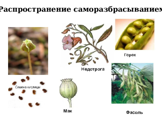 Распространение саморазбрасыванием. 
