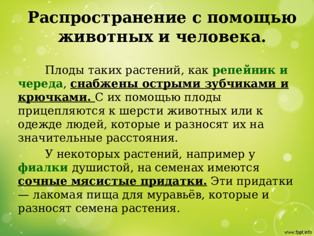Распространение с помощью животных и человека.    Плоды таких растений, как репейник и череда , снабжены острыми зубчиками и крючками. С их помощью плоды прицепляются к шерсти животных или к одежде людей, которые и разносят их на значительные расстояния.  У некоторых растений, например у фиалки душистой, на семенах имеются сочные мясистые придатки. Эти придатки — лакомая пища для муравьёв, которые и разносят семена растения. 