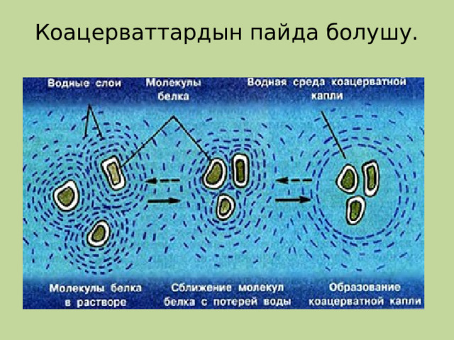 Коацерваттардын пайда болушу. 