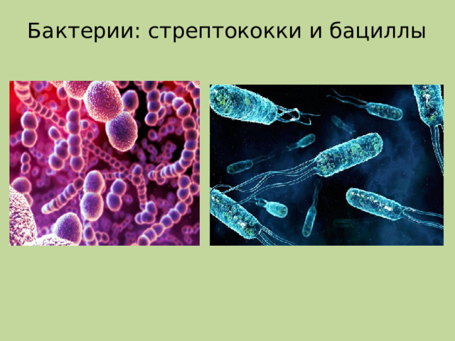 Бактерии: стрептококки и бациллы 