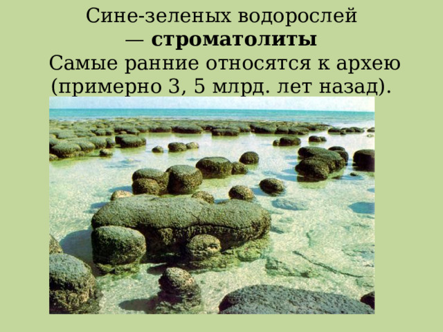  Cине-зеленых водорослей —  строматолиты  Самые ранние относятся к архею (примерно 3, 5 млрд. лет назад).   