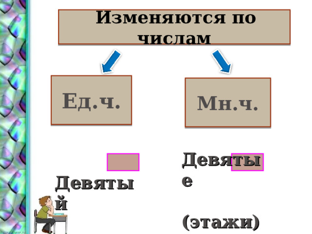  Изменяются по числам Ед.ч. Мн.ч. Девятые  (этажи)  Девятый  (этаж) 