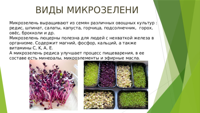 ВИДЫ МИКРОЗЕЛЕНИ Микрозелень выращивают из семян различных овощных культур : редис, шпинат, салаты, капуста, горчица, подсолнечник, горох, овёс, брокколи и др. Микрозелень люцерны полезна для людей с нехваткой железа в организме. Содержит магний, фосфор, кальций, а также витамины C, K, A, E. А микрозелень редиса улучшает процесс пищеварения, в ее составе есть минералы, микроэлементы и эфирные масла. 