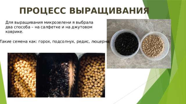ПРОЦЕСС ВЫРАЩИВАНИЯ Для выращивания микрозелени я выбрала два способа – на салфетке и на джутовом коврике. Такие семена как: горох, подсолнух, редис, люцерна 