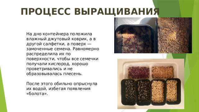 ПРОЦЕСС ВЫРАЩИВАНИЯ На дно контейнера положила влажный джутовый коврик, а в другой салфетки, а поверх — замоченные семена. Равномерно распределила их по поверхности, чтобы все семечки получали кислород, хорошо проветривались и не образовывалась плесень. После этого обильно опрыснула их водой, избегая появления «болота». 