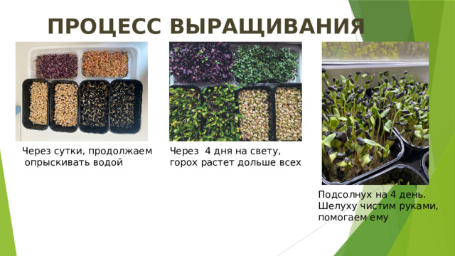 ПРОЦЕСС ВЫРАЩИВАНИЯ Через сутки, продолжаем Через 4 дня на свету,  опрыскивать водой горох растет дольше всех Подсолнух на 4 день. Шелуху чистим руками, помогаем ему 