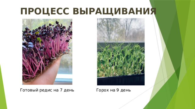 ПРОЦЕСС ВЫРАЩИВАНИЯ Готовый редис на 7 день Горох на 9 день 