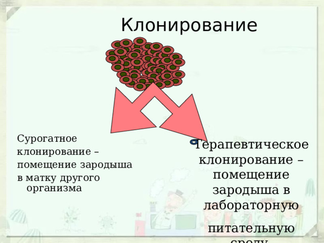 Клонирование Сурогатное клонирование – помещение зародыша в матку другого организма Терапевтическое клонирование – помещение зародыша в лабораторную питательную среду 