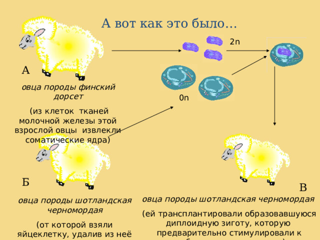 А вот как это было… 2 n А овца породы финский дорсет  (из клеток тканей молочной железы этой взрослой овцы извлекли соматические ядра) 0n Б В овца породы шотландская черномордая  (ей трансплантировали образовавшуюся диплоидную зиготу, которую предварительно стимулировали к дроблению электрошоком) овца породы шотландская черномордая (от которой взяли яйцеклетку, удалив из неё гаплоидное ядро) 