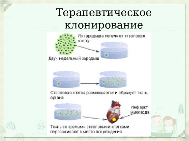Терапевтическое клонирование 