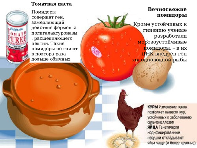 Томатная паста Помидоры содержат ген, замедляющий действие фермента полигалактуроназы, расщепляющего пектин. Такие помидоры не гниют в полтора раза дольше обычных Вечносвежие помидоры Кроме устойчивых к гниению ученые разработали морозоустойчивые помидоры, - в их ДНК внедрен ген холодноводной рыбы 