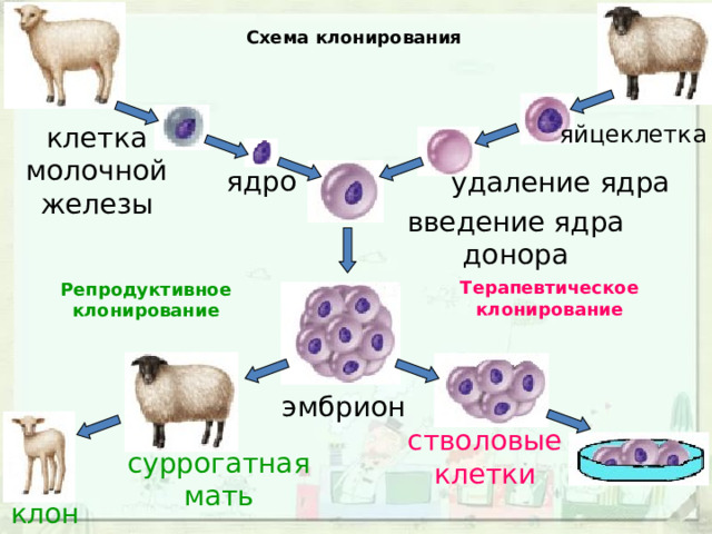 Схема клонирования яйцеклетка клетка молочной железы ядро удаление ядра введение ядра донора Терапевтическое клонирование Репродуктивное клонирование эмбрион стволовые клетки суррогатная мать клон 