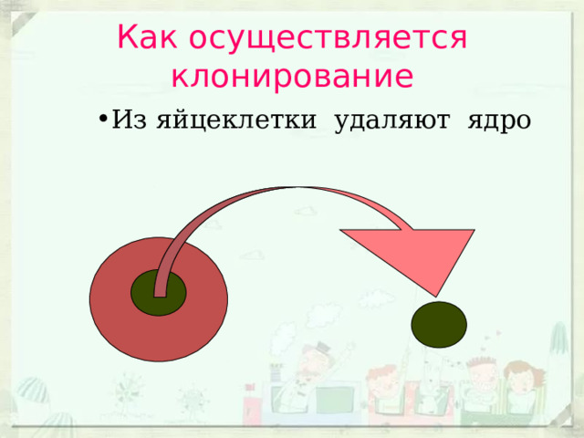 Как осуществляется клонирование Из яйцеклетки удаляют ядро 