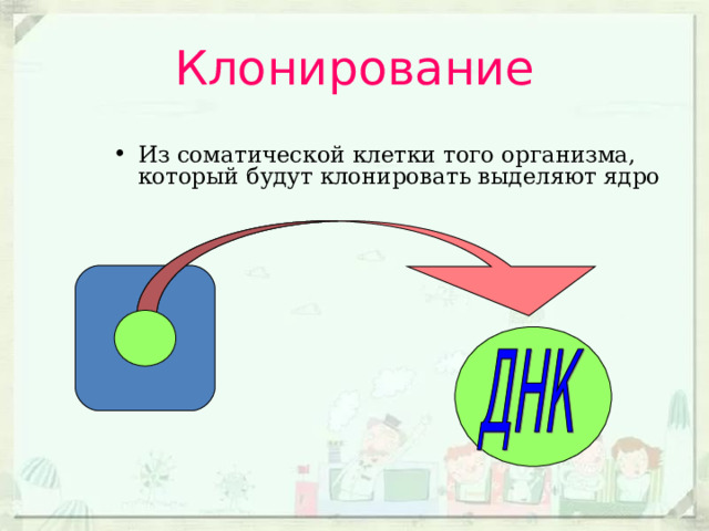 Клонирование Из соматической клетки того организма, который будут клонировать выделяют ядро 