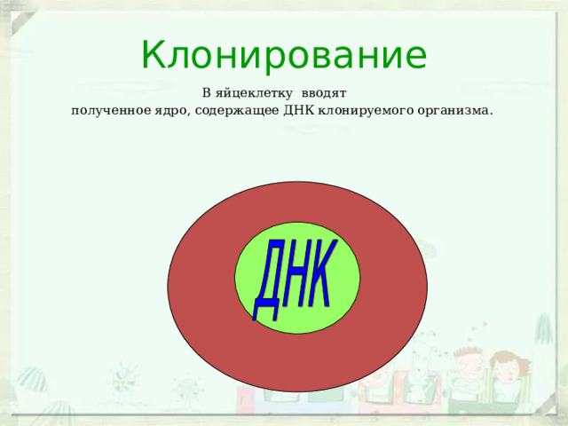 Клонирование В яйцеклетку вводят  полученное ядро, содержащее ДНК клонируемого организма. 