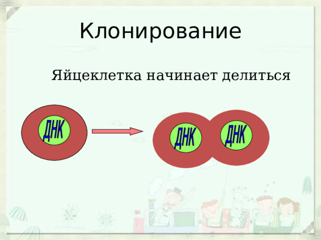 Клонирование Яйцеклетка начинает делиться 