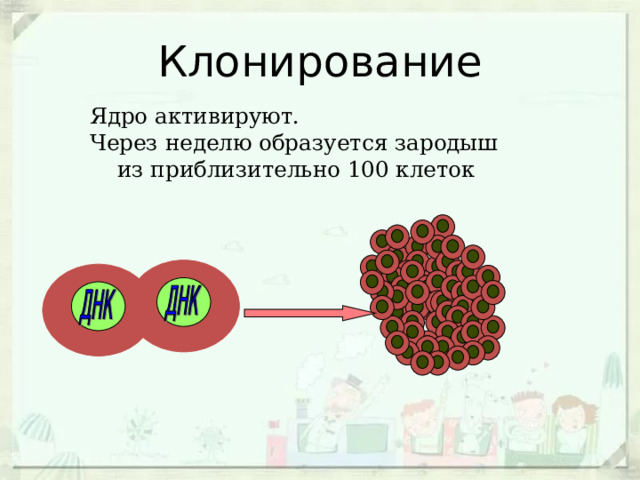 Клонирование Ядро активируют. Через неделю образуется зародыш  из приблизительно 100 клеток 