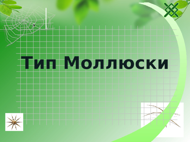 Тип Моллюски 