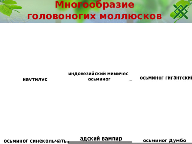 Многообразие головоногих моллюсков  