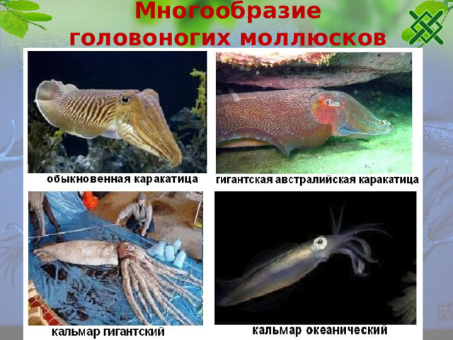 Многообразие головоногих моллюсков 