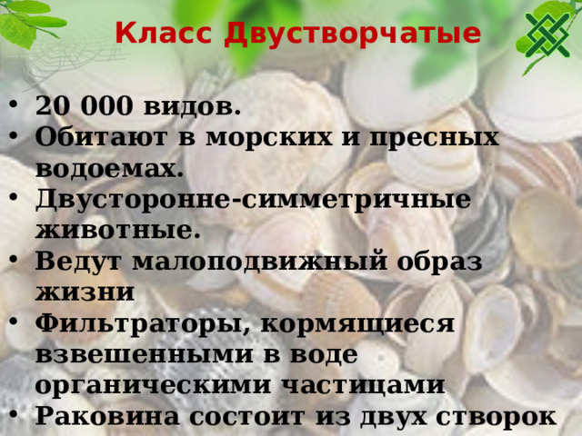 Класс Двустворчатые 20 000 видов. Обитают в морских и пресных водоемах. Двусторонне-симметричные животные. Ведут малоподвижный образ жизни Фильтраторы, кормящиеся взвешенными в воде органическими частицами Раковина состоит из двух створок Голова отсутствует. Тело представлено только туловищем и ногой   