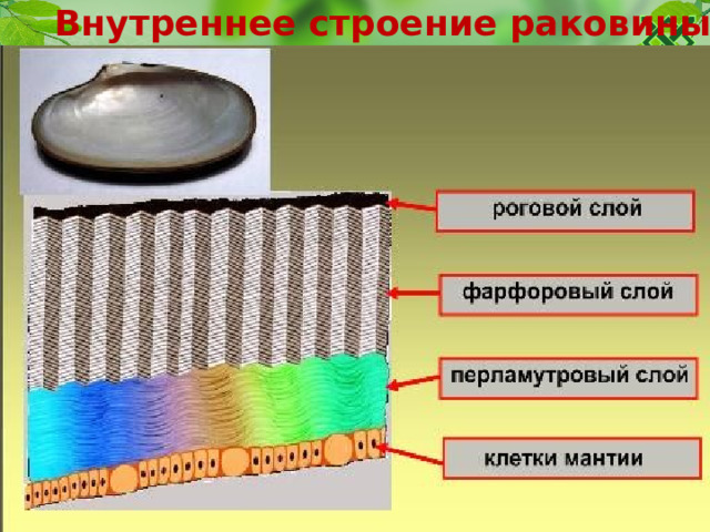 Внутреннее строение раковины 