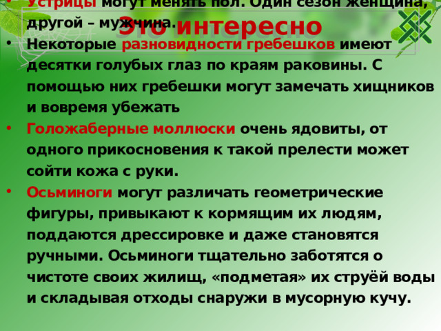 Это интересно Самый старый пойманный человеком моллюск, по оценкам ученых имел 405 лет, возможно, он был самым старым морским животным. Устрицы могут менять пол. Один сезон женщина, другой – мужчина. Некоторые разновидности гребешков имеют десятки голубых глаз по краям раковины. С помощью них гребешки могут замечать хищников и вовремя убежать Голожаберные моллюски очень ядовиты, от одного прикосновения к такой прелести может сойти кожа с руки. Осьминоги могут различать геометрические фигуры, привыкают к кормящим их людям, поддаются дрессировке и даже становятся ручными. Осьминоги тщательно заботятся о чистоте своих жилищ, «подметая» их струёй воды и складывая отходы снаружи в мусорную кучу. 