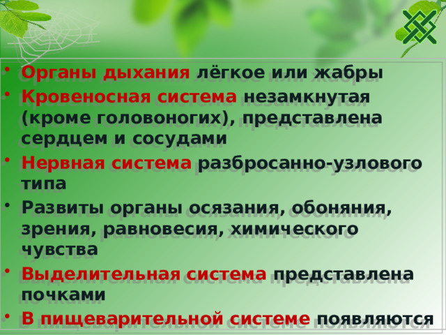 Органы дыхания лёгкое или жабры Кровеносная система незамкнутая (кроме головоногих), представлена сердцем и сосудами Нервная система разбросанно-узлового типа Развиты органы осязания, обоняния, зрения, равновесия, химического чувства Выделительная система представлена почками В пищеварительной системе появляются слюнные железы и печень, а также тёрка Раздельнополые, но есть и гермафродиты 