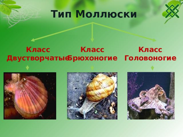 Тип Моллюски  Класс Класс Класс Брюхоногие Головоногие Двустворчатые 