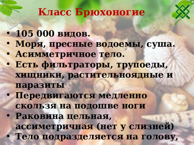 Класс Брюхоногие 105 000 видов. Моря, пресные водоемы, суша. Асимметричное тело. Есть фильтраторы, трупоеды, хищники, растительноядные и паразиты Передвигаются медленно скользя на подошве ноги Раковина цельная, ассиметричная (нет у слизней) Тело подразделяется на голову, туловище и ногу  