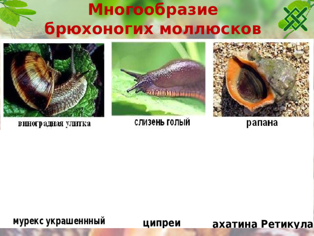 Многообразие брюхоногих моллюсков  