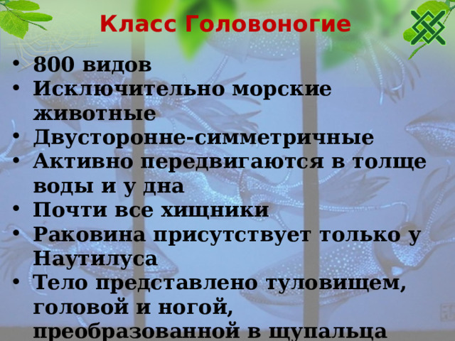 Класс Головоногие 800 видов Исключительно морские животные Двусторонне-симметричные Активно передвигаются в толще воды и у дна Почти все хищники Раковина присутствует только у Наутилуса Тело представлено туловищем, головой и ногой, преобразованной в щупальца Размножаются раз в жизни. После чего погибают 