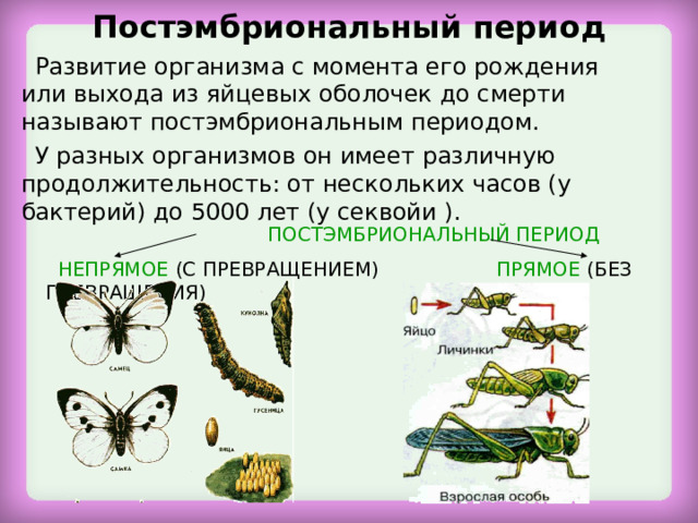 Постэмбриональный период Развитие организма с момента его рождения или выхода из яйцевых оболочек до смерти называют постэмбриональным периодом. У разных организмов он имеет различную продолжительность: от нескольких часов (у бактерий) до 5000 лет (у секвойи ).  ПОСТЭМБРИОНАЛЬНЫЙ ПЕРИОД  НЕПРЯМОЕ (С ПРЕВРАЩЕНИЕМ) ПРЯМОЕ (БЕЗ ПРЕВРАЩЕНИЯ) 