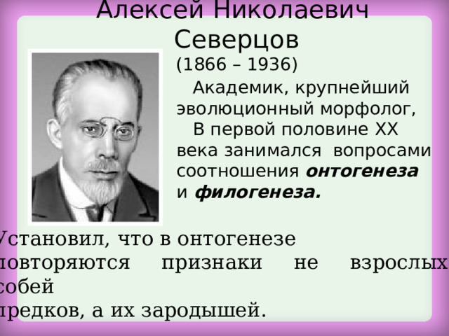 Алексей Николаевич Северцов  (1866 – 1936)  Академик, крупнейший эволюционный морфолог,  В первой половине XX века занимался вопросами соотношения онтогенеза и филогенеза. Установил, что в онтогенезе повторяются признаки не взрослых особей предков, а их зародышей. 