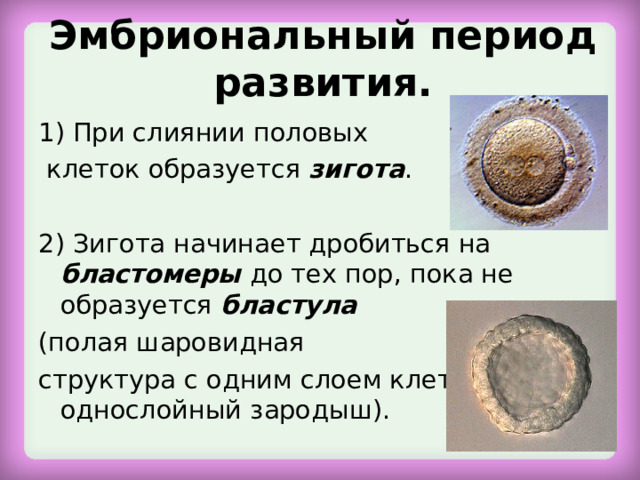 Эмбриональный период развития.   1) При слиянии половых  клеток образуется зигота . 2) Зигота начинает дробиться на бластомеры до тех пор, пока не образуется бластула (полая шаровидная структура с одним слоем клеток – однослойный зародыш). 