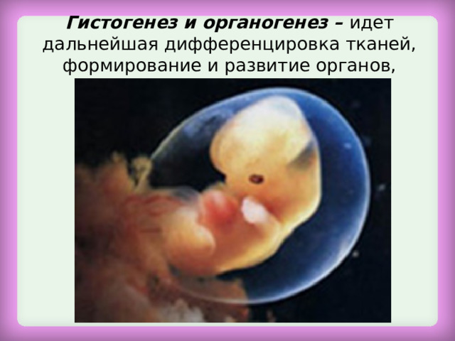 Гистогенез и органогенез – идет дальнейшая дифференцировка тканей, формирование и развитие органов, систем органов.   