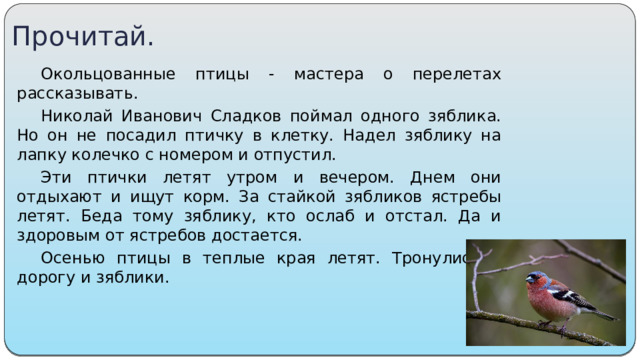 Прочитай. Окольцованные птицы - мастера о перелетах рассказывать.  Николай Иванович Сладков поймал одного зяблика. Но он не посадил птичку в клетку. Надел зяблику на лапку колечко с номером и отпустил. Эти птички летят утром и вечером. Днем они отдыхают и ищут корм. За стайкой зябликов ястребы летят. Беда тому зяблику, кто ослаб и отстал. Да и здоровым от ястребов достается. Осенью птицы в теплые края летят. Тронулись в дорогу и зяблики. 