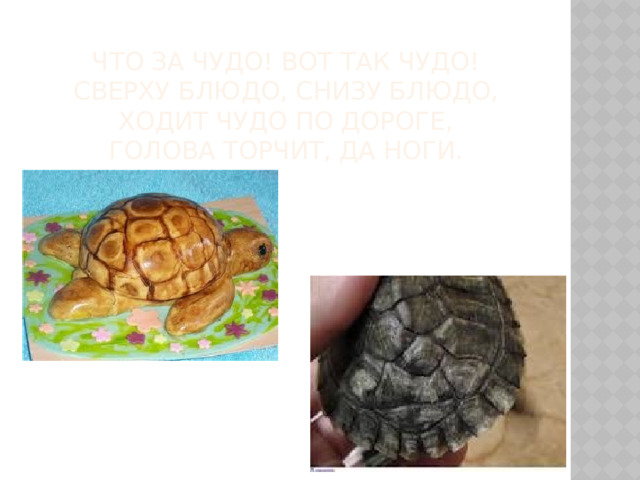 Что за чудо! Вот так чудо!  Сверху блюдо, снизу блюдо,  Ходит чудо по дороге,  Голова торчит, да ноги. 