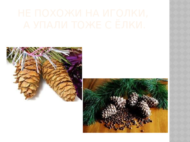 Не похожи на иголки,   А упали тоже с ёлки. 