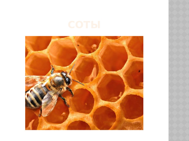 Соты 