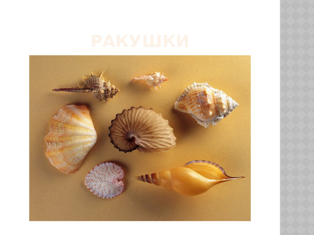 Ракушки 