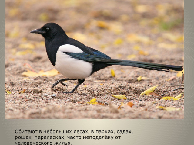 Обитают в небольших лесах, в парках, садах, рощах, перелесках, часто неподалёку от человеческого жилья. 