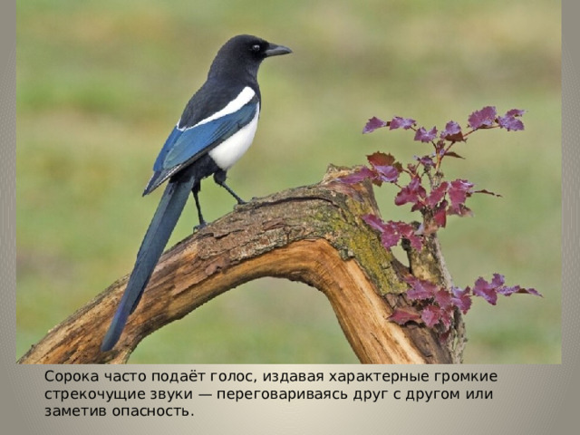 Сорока часто подаёт голос, издавая характерные громкие стрекочущие звуки — переговариваясь друг с другом или заметив опасность. 
