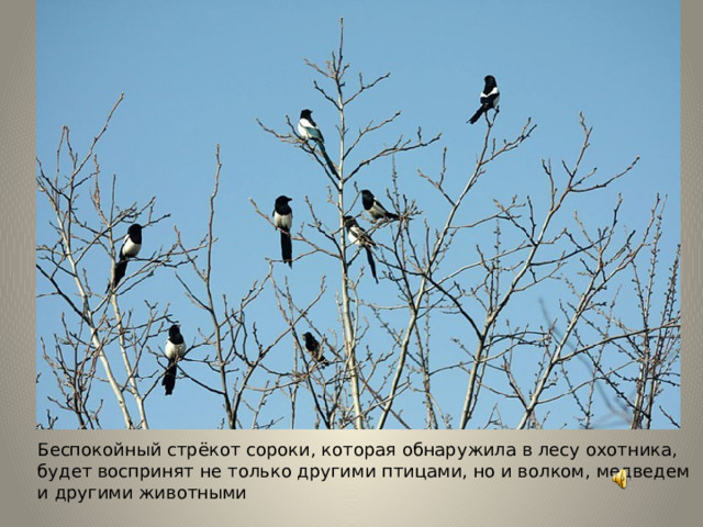 Беспокойный стрёкот сороки, которая обнаружила в лесу охотника, будет воспринят не только другими птицами, но и волком, медведем и другими животными 