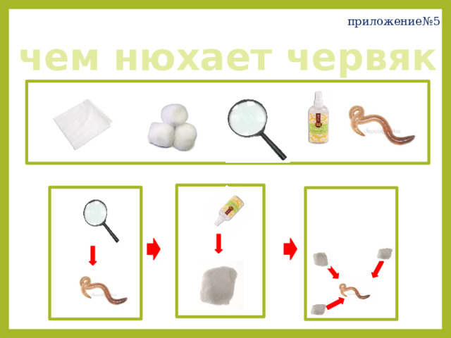 приложение№5 чем нюхает червяк 