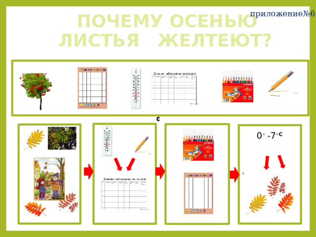 приложение№6   ПОЧЕМУ ОСЕНЬЮ  ЛИСТЬЯ ЖЕЛТЕЮТ? С С ◦ 0 ◦ -7 ◦ 0 ◦ -7 ◦ С 