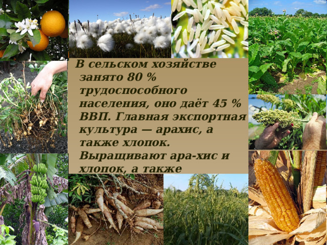  В сельском хозяйстве занято 80 % трудоспособного населения, оно даёт 45 % ВВП. Главная экспортная культура — арахис, а также хлопок. Выращивают ара-хис и хлопок, а также апельсины, бананы, маниок, кукурузу, просо, пшеницу, рис, сахарный тростник, сорго, табак, хлопок, ямс . 