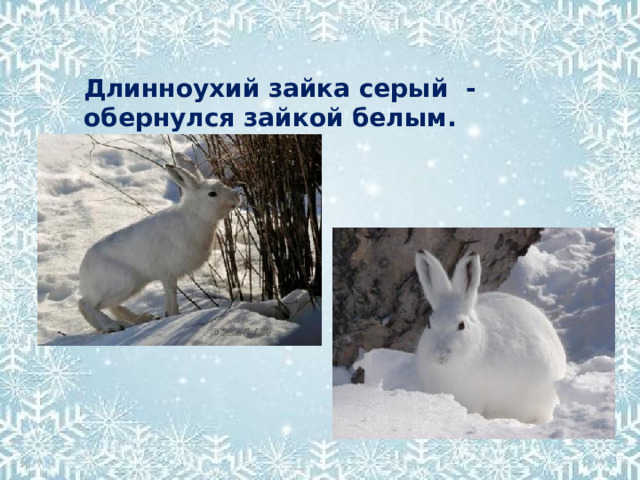 Длинноухий зайка серый - обернулся зайкой белым. 