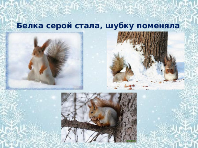 Белка серой стала, шубку поменяла . 